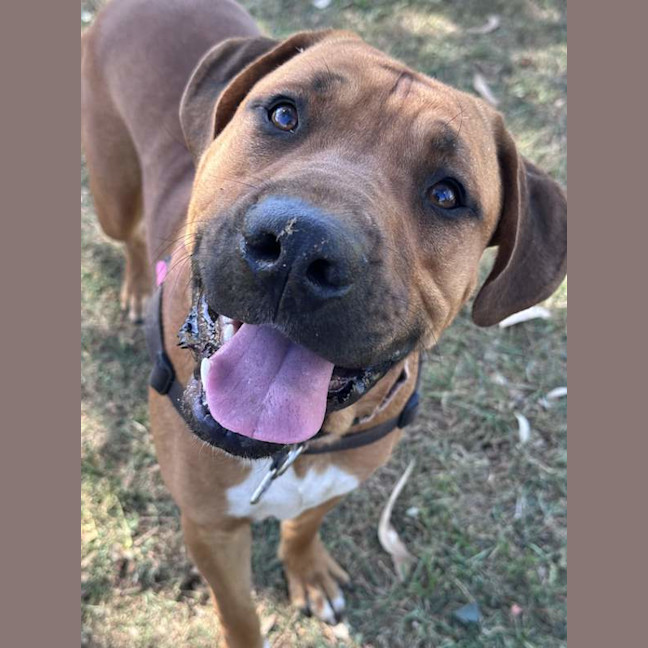 Photo of Big Boy