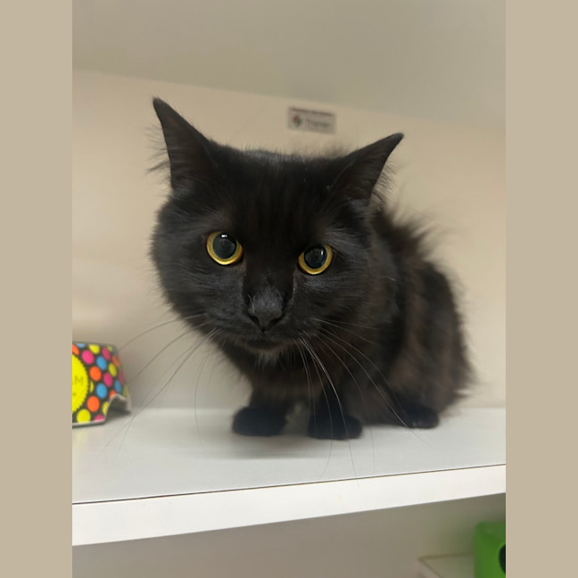 Photo of Turbo