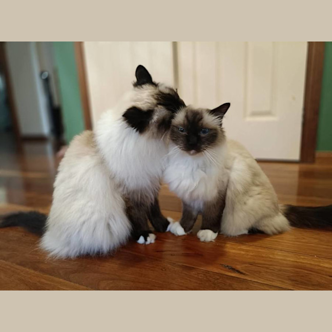 Photo of Basil And Chives 