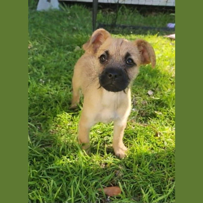 Photo of Pokemon Puppies