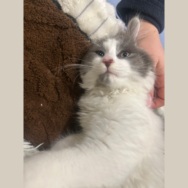 Photo of Humphrey