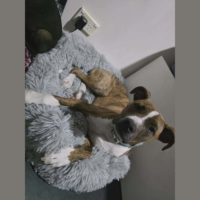 Photo of Rocky