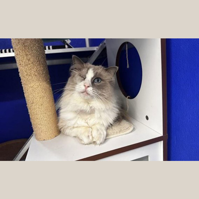 Photo of Fig