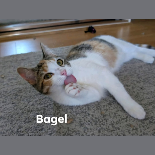 Photo of Bagel