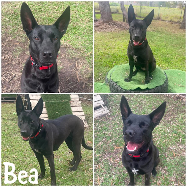 Photo of Bea