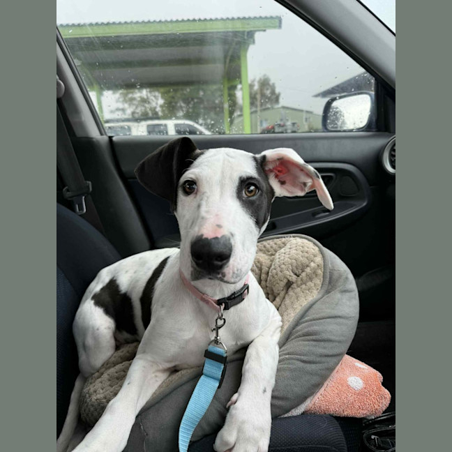 Photo of Winnie   4 Month Old Mixed Breed