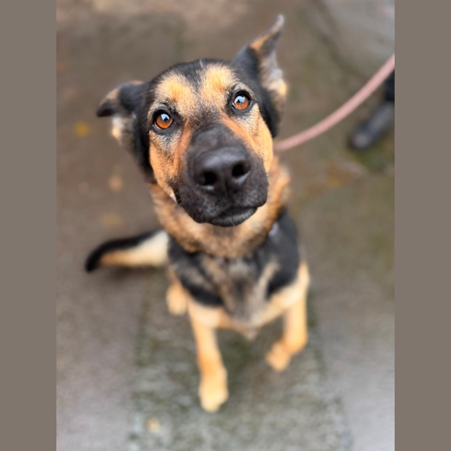 Photo of Nala