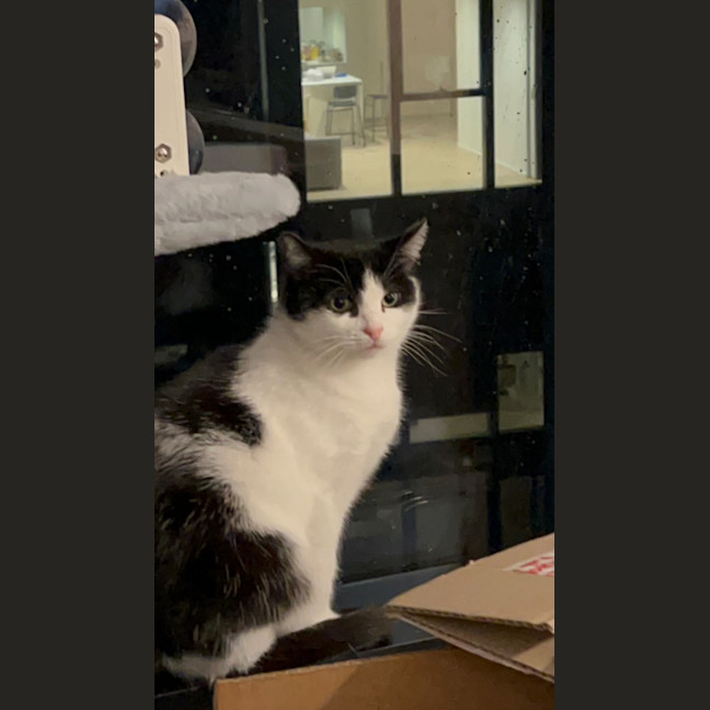 Photo of Luna