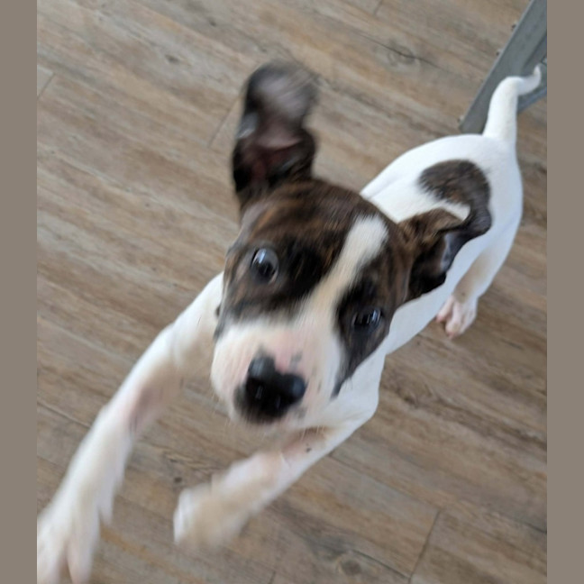 Photo of Buster