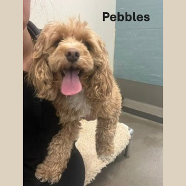 Photo of Pebbles & Pipps