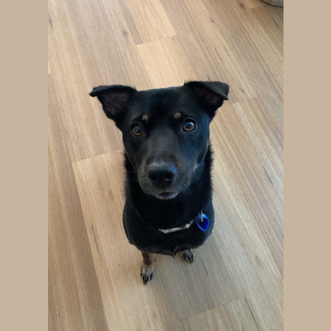 Photo of Luna 