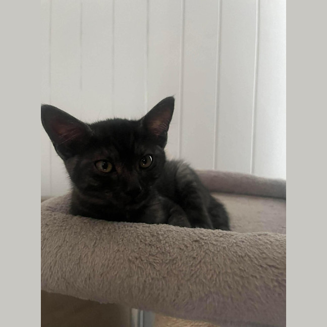 Photo of Cocoa