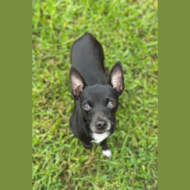 Photo of Cookie