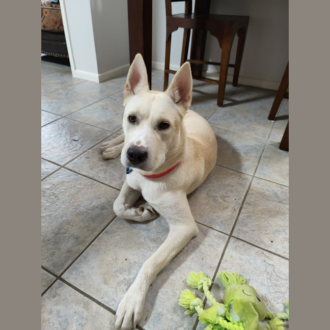 Photo of Paige *$350 Adoption Fee*