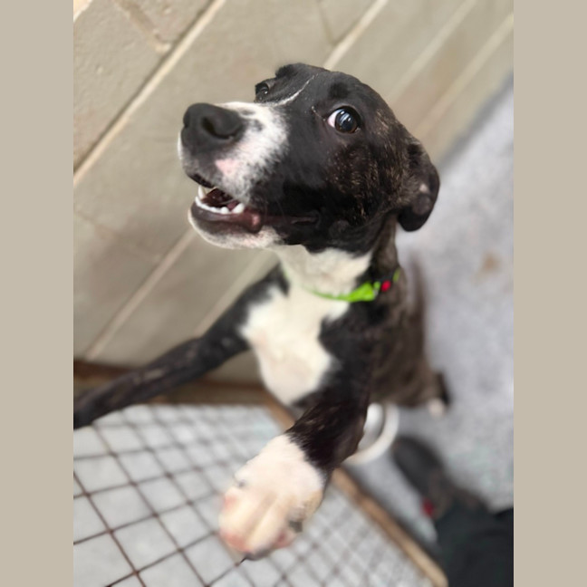 Photo of Trix