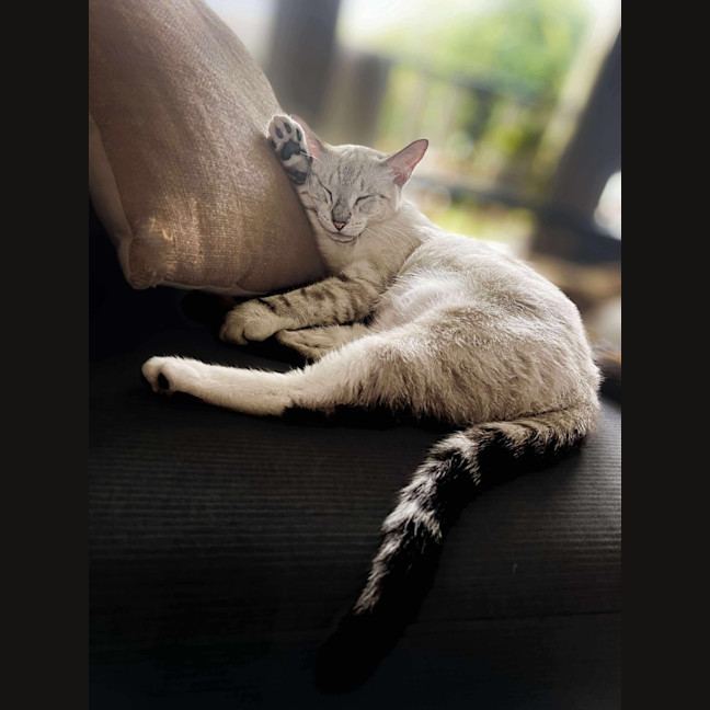 Photo of Milkshake