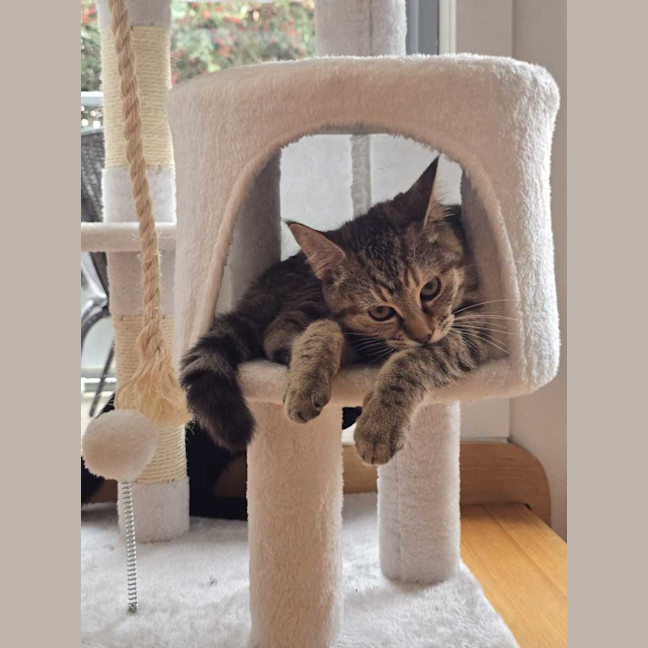 Photo of Cinnamon 