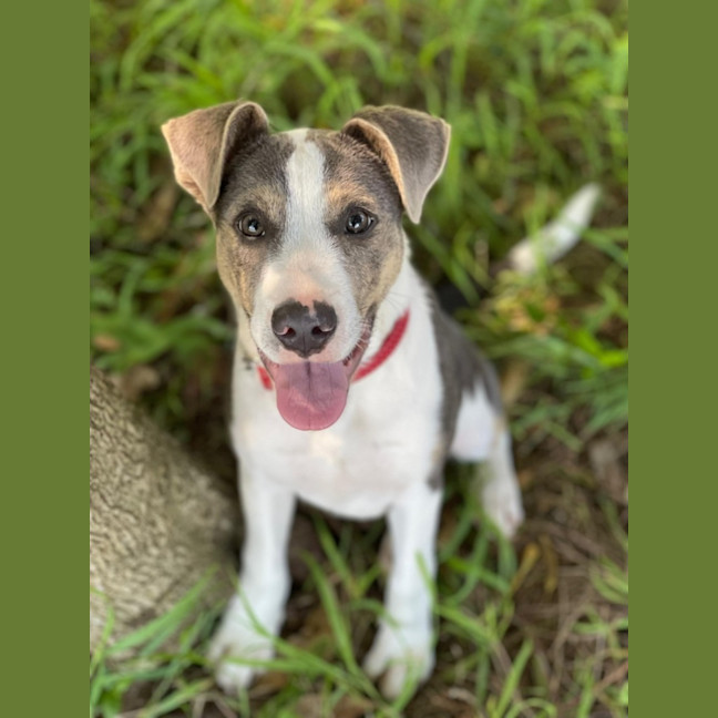 Photo of Moose