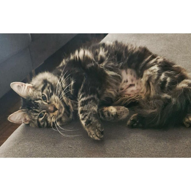 Photo of 11060   Rue