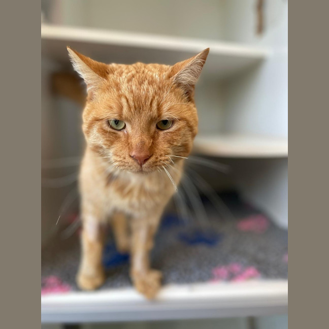 Photo of Ginge