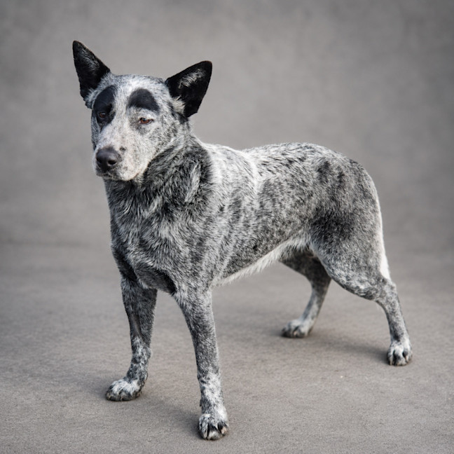 Photo of Bandit