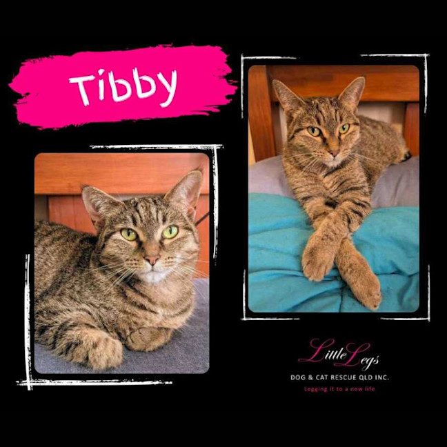 Photo of Tibby