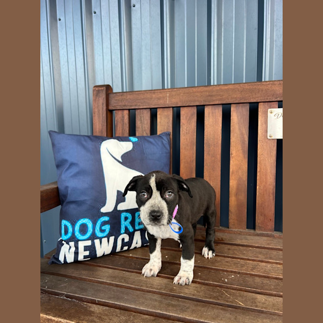 Photo of Maya   9 Week Old Cattle Dog X