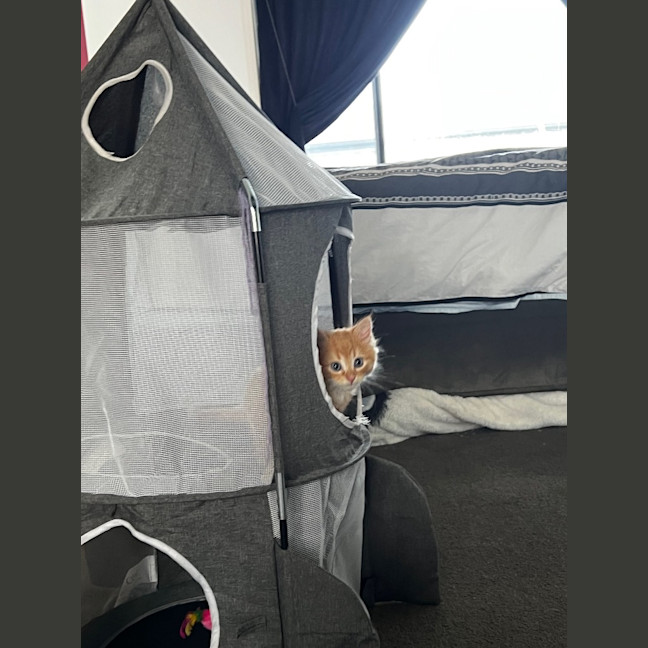 Photo of Cheddar