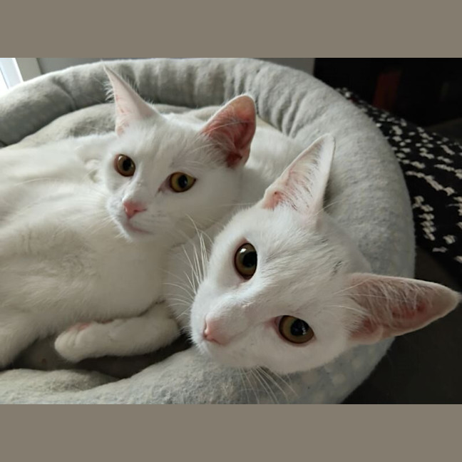 Photo of Pearl