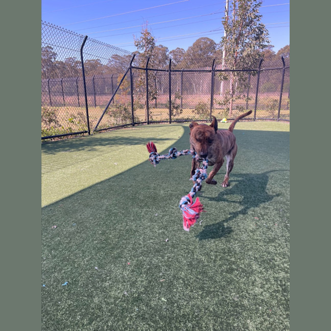 Photo of Rex Imp 1342