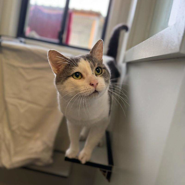Photo of Joey