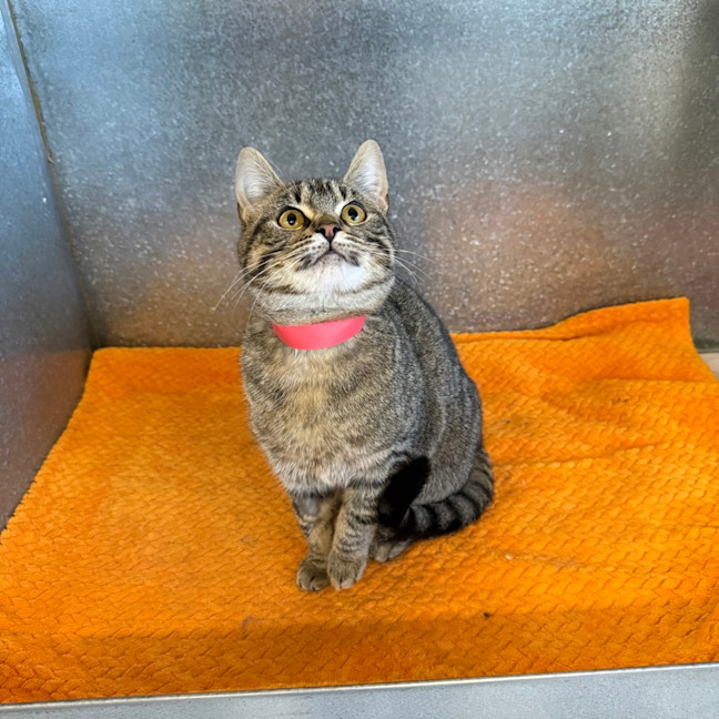 Photo of Paprika