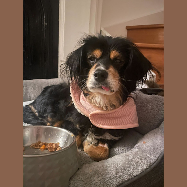 Photo of Sir Battenberg