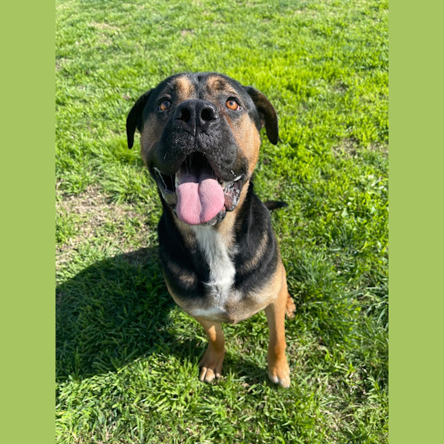 Photo of Chief
