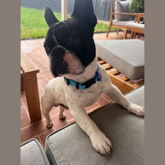 Photo of Frankie   2 Year Old French Bulldog