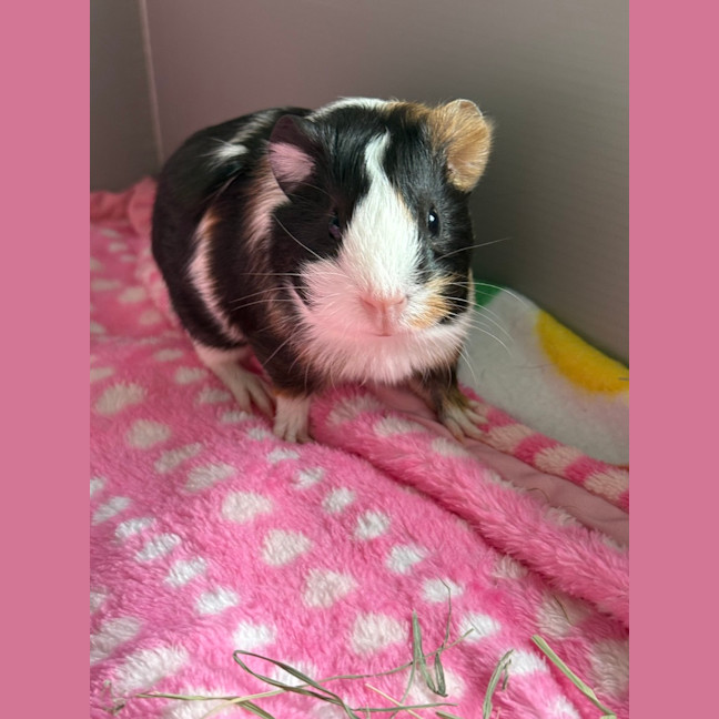 Photo of Ziggy