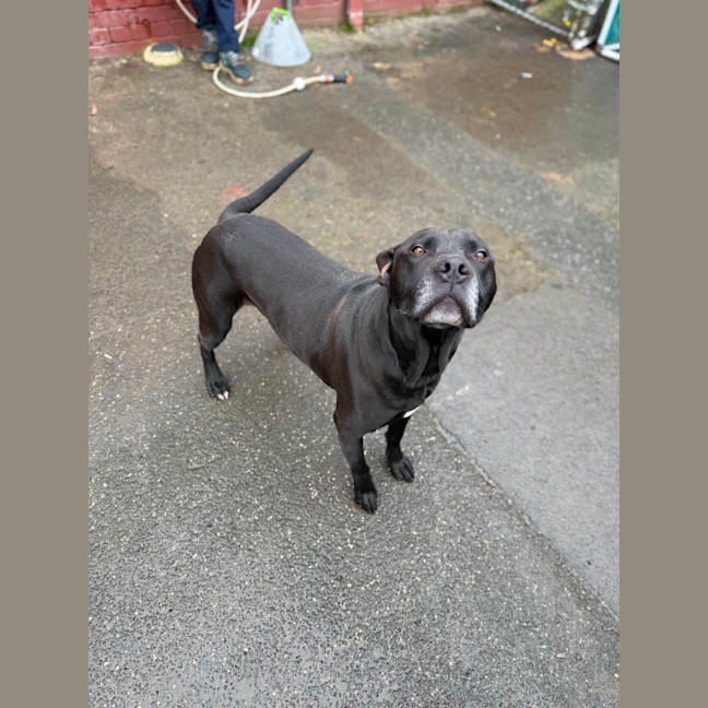 Photo of Bandit