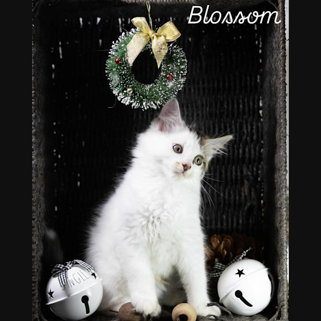 Photo of Blossom