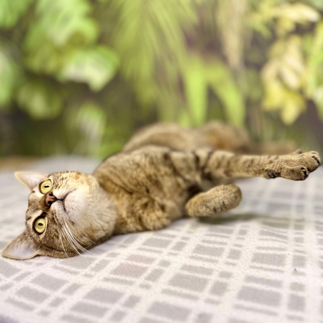 Photo of Mimosa   Located In Preston
