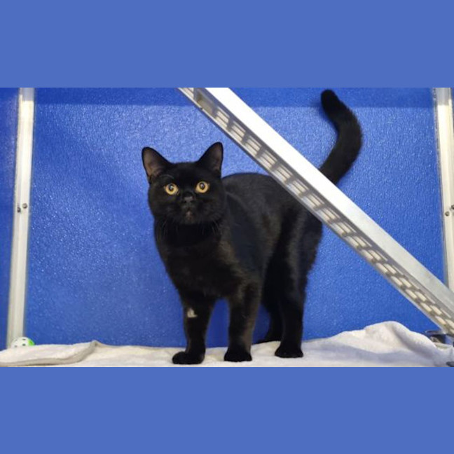 Photo of Baxter