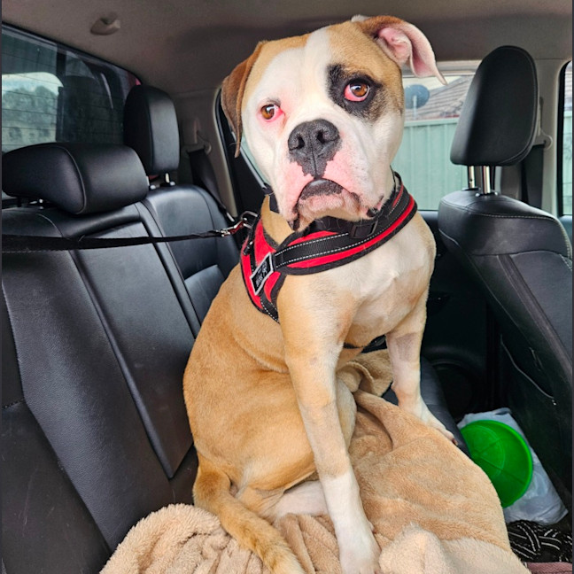 Photo of Maverick