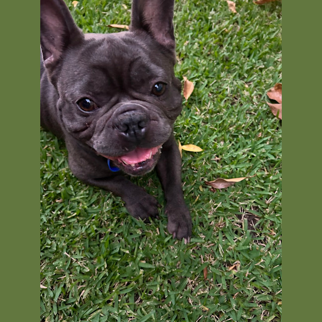 Photo of Bruce   3 Year Old French Bulldog (Hold)