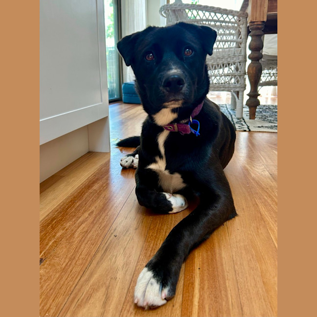 Photo of Mochi   1 Year Old Labrador Kelpie X