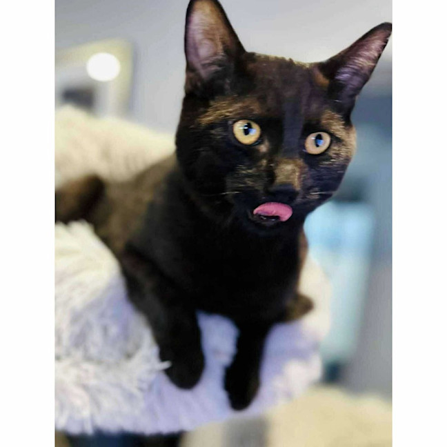 Photo of 12451   Albie