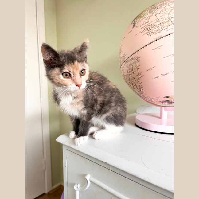 Photo of Dixie