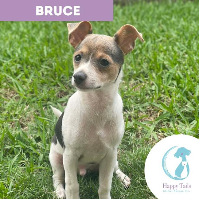 Photo of Bruce
