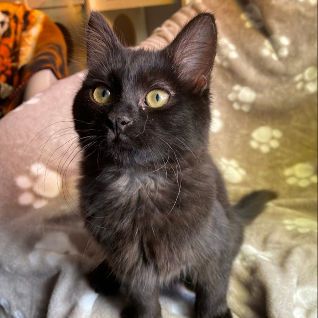 Photo of Gala