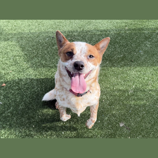 Photo of Millie Imp 1335