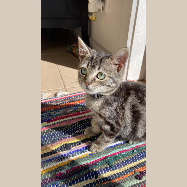 Photo of Harley 