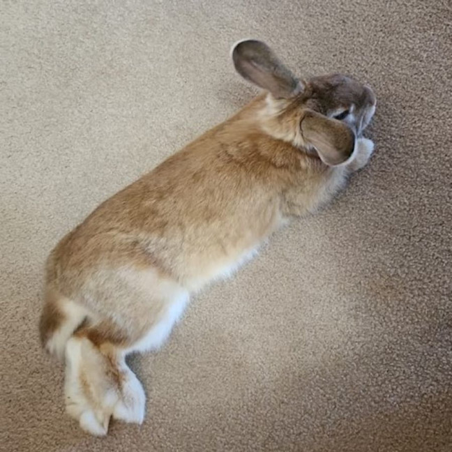 Photo of Ginger Ninja